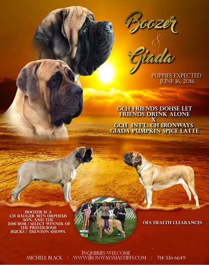 Ad for Giada and Doozer Breeding