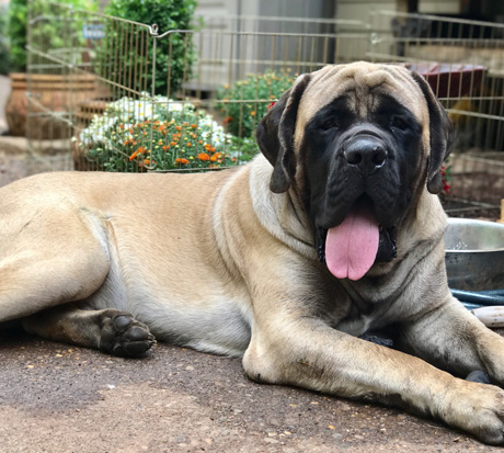 Mirabella Mastiffs RagNar