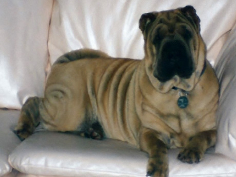 Mirabella Mastiffs Jasmine